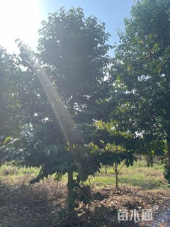 18公分乐昌含笑