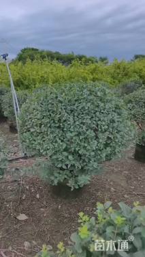 高度90厘米蓝叶忍冬