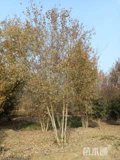 高度900厘米丛生三角枫