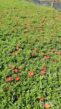 高度15厘米半支莲