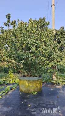 高度250厘米木绣球