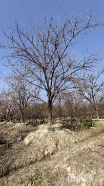 25公分日本晚樱