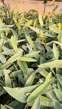 高度30厘米再力花