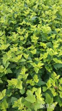 高度40厘米金叶风箱果