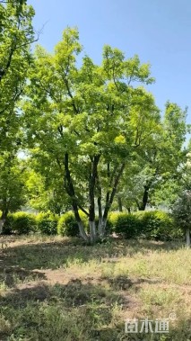 高度600厘米丛生蒙古栎