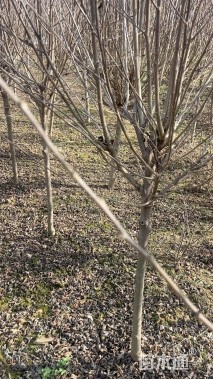 高度200厘米木槿