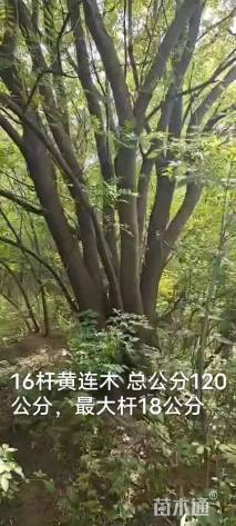 50公分(5杆)丛生黄连木