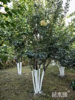 高度300厘米丛生暴马丁香