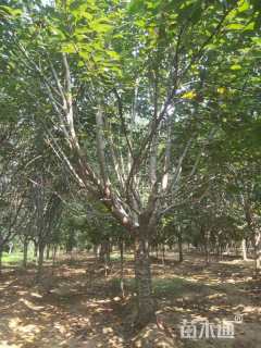 18公分日本晚樱