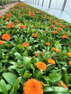 高度20厘米金盏菊