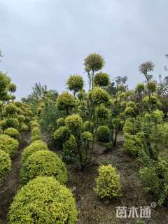 8公分造型亮晶女贞