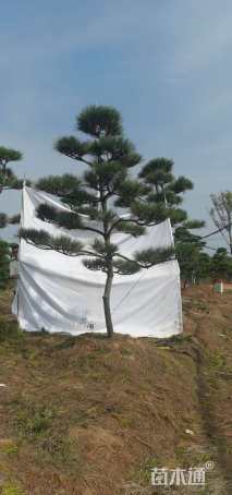 12公分造型黑松