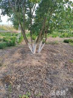 高度700厘米丛生五角枫