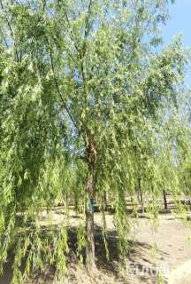 28公分垂柳