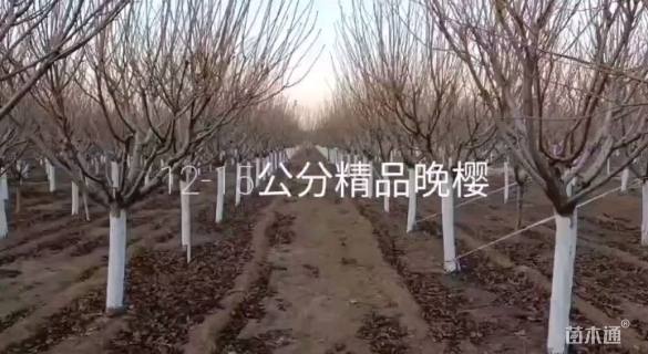 15公分日本晚樱