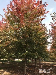 20公分美国红枫-红点