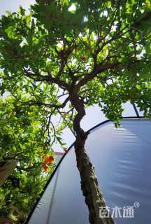 高度2.5厘米石榴