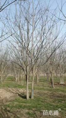 高度600厘米丛生国槐