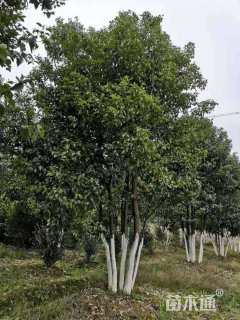 50公分丛生香樟
