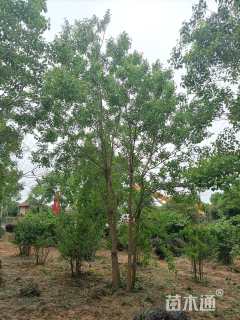 40公分丛生乌桕