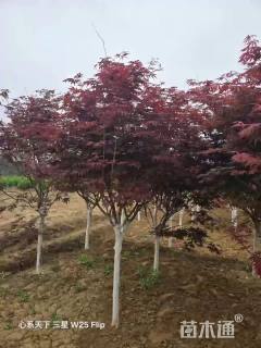 10公分日本红枫