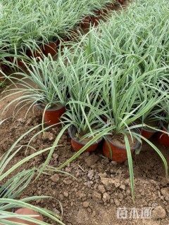 高度20厘米银边麦冬