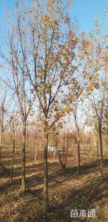 高度700厘米丛生三角枫