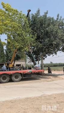 18公分金叶复叶槭