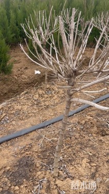 高度300厘米五彩锦带