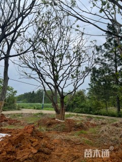 50公分(4杆)丛生乌桕