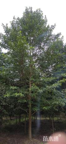 20公分乐昌含笑