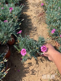 高度15厘米彩虹石竹