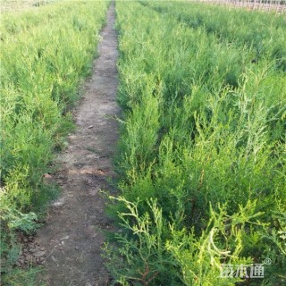 高度400厘米侧柏