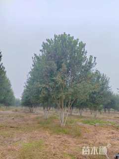 高度700厘米丛生三角枫