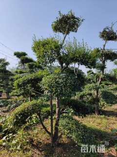 高度300厘米小叶女贞