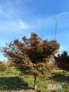 10公分日本红枫