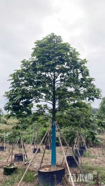 15公分澳洲火焰木