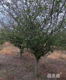 10公分垂丝海棠