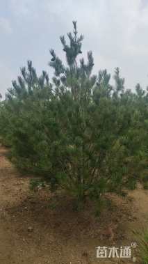 高度400厘米白皮松