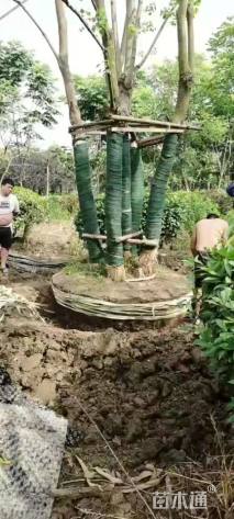 40公分(4杆)丛生乌桕