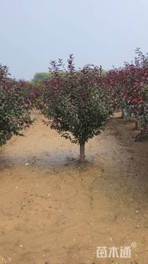 15公分红叶碧桃