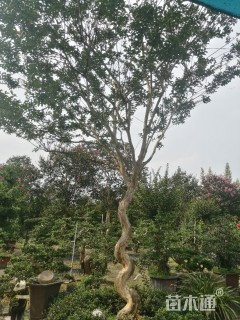 15公分造型紫薇