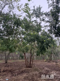 10公分(5杆)丛生乌桕