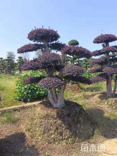 高度150厘米红花继木