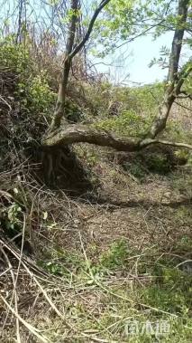 40公分(5杆)丛生朴树