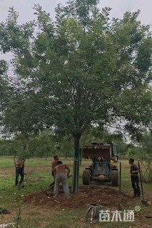 25公分速生国槐