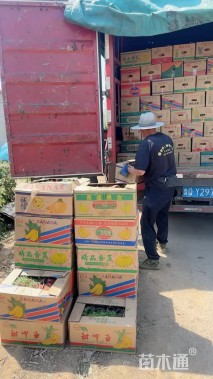 高度40厘米鼠尾草