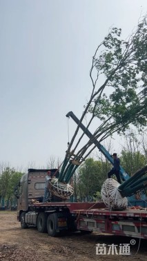 高度750厘米丛生三角枫