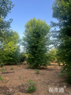 高度600厘米丛生美国红枫