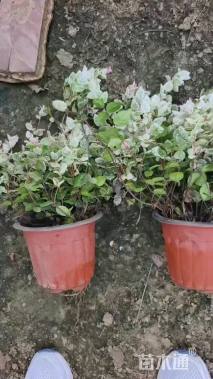 20厘米花叶络石